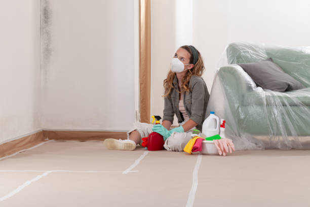 Reliable Mold Removal contractor in River Edge, NJ by WQB Mold Removal